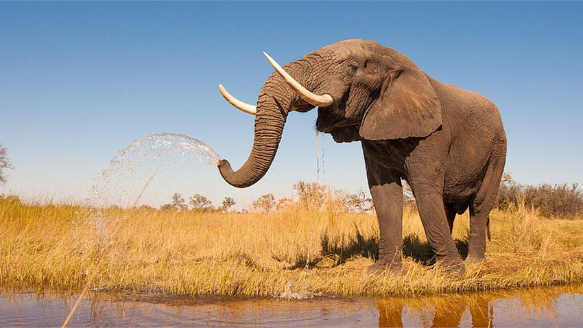 It's World Elephant Day! HD wallpaper