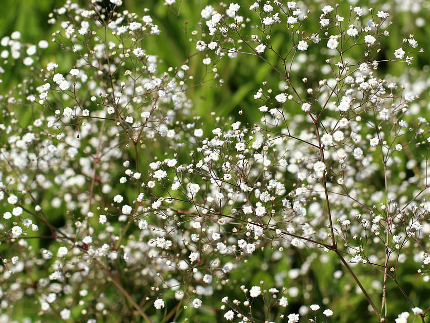 Tiny Flower with Baby's Breath Flower, baby breath HD wallpaper