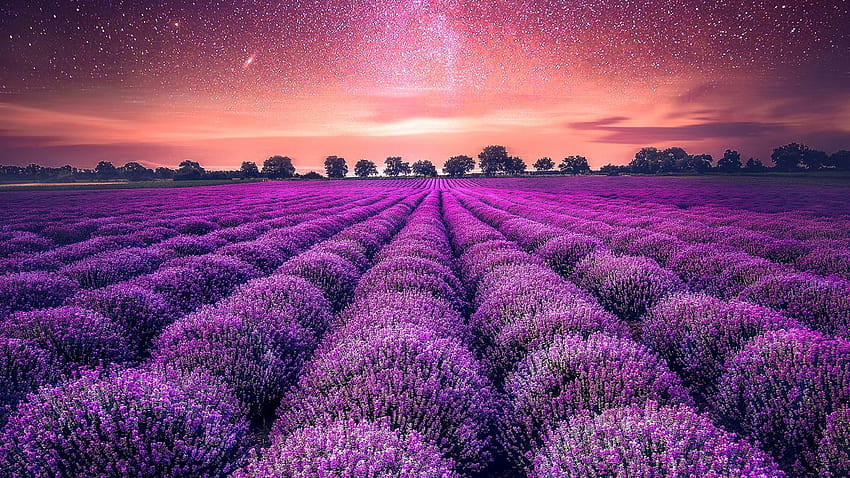 Lavender farm, Lavender fields, Starry sky, Nature HD wallpaper