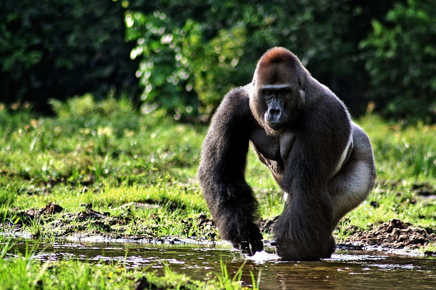 Gorilla Backgrounds 49125 ... wallsource, gorille en colère Fond d'écran HD