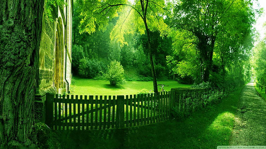 Tường nền thiên nhiên xanh sẽ khiến bạn như đang đứng giữa một khu rừng rộng lớn, hít thở không khí trong lành và thư giãn. Cảm giác thoải mái, yên bình sẽ đến với bạn mỗi khi mở máy tính và chiêm ngưỡng hình nền này.