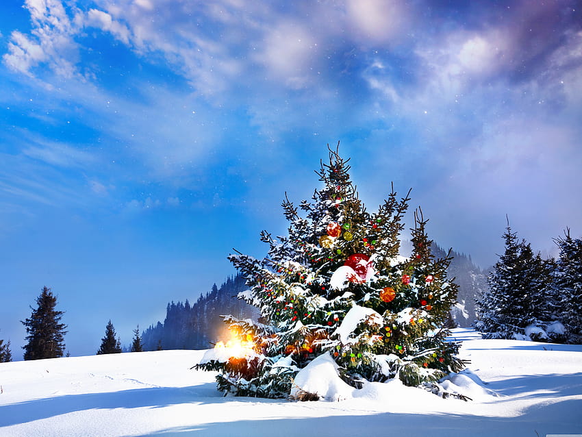 Árboles de Navidad decorados en el exterior Ultra Backgrounds for U TV : & UltraWide & Laptop : Tablet : Smartphone, winter outside fondo de pantalla