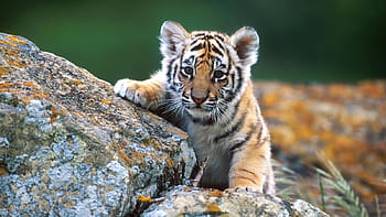 Page 5 | cute wild animal HD wallpapers | Pxfuel