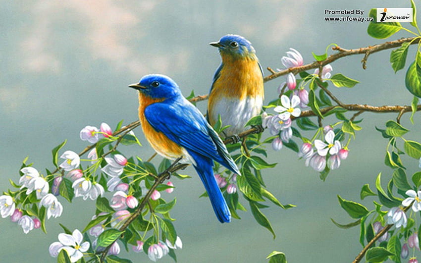 er auf Vögeln, Blumen in voller Größe HD-Hintergrundbild