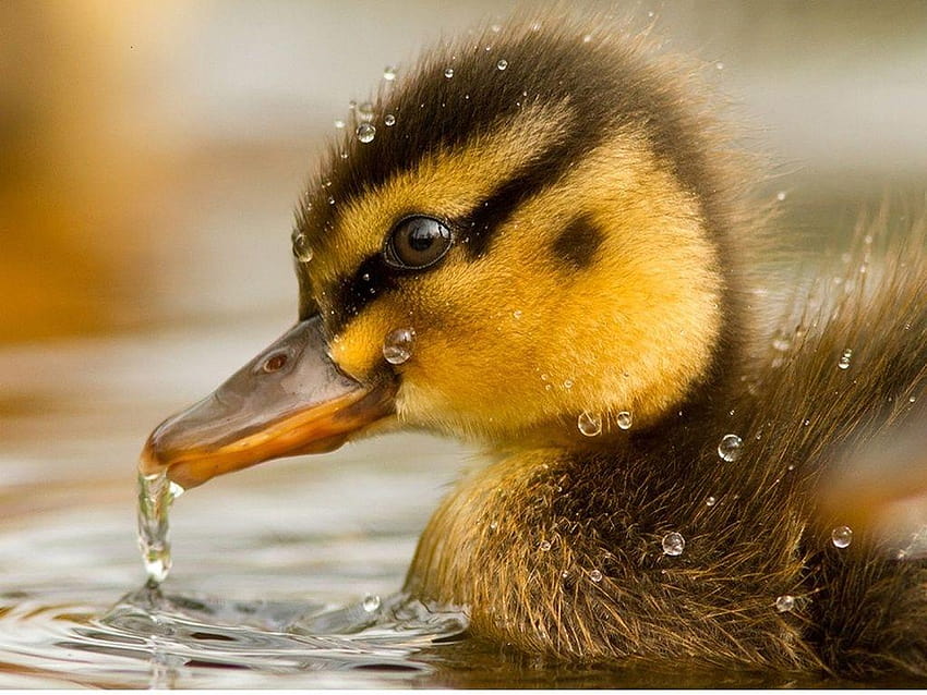 HQ 1920x1080 Resolution, Tuesday 14th April 2015, Baby Ducks, baby ducklings HD wallpaper