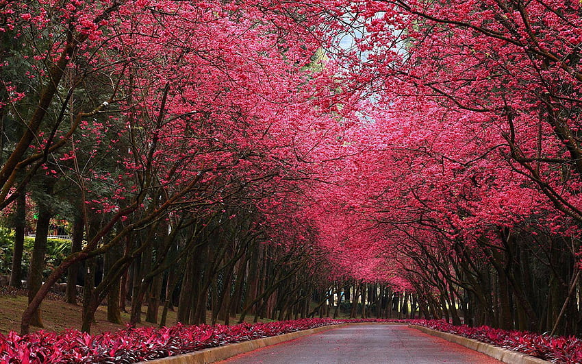Sakura Nature Avenue Parks Trees 1680x1050, pink sakura tree HD wallpaper