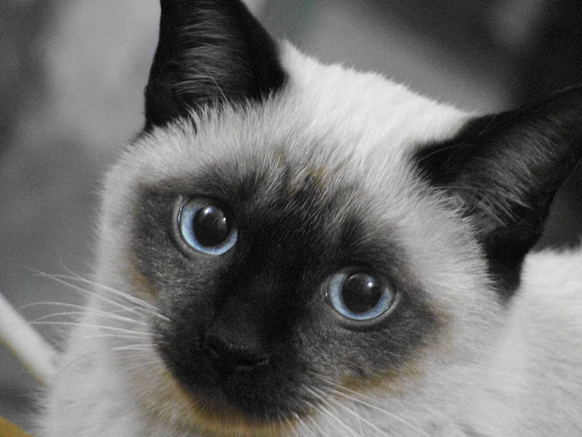 27 kotów syjamskich tła 1580 :: Kot syjamski Tapeta HD