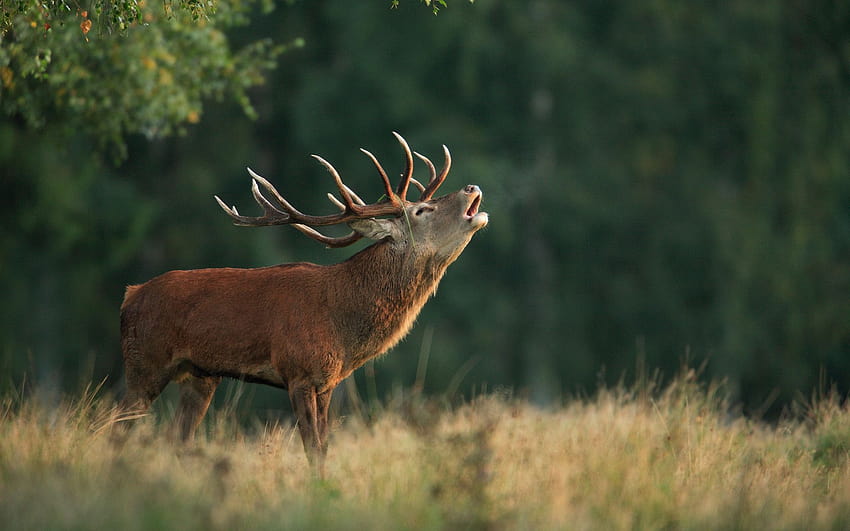 nature, deer, background, horns, red deer HD wallpaper