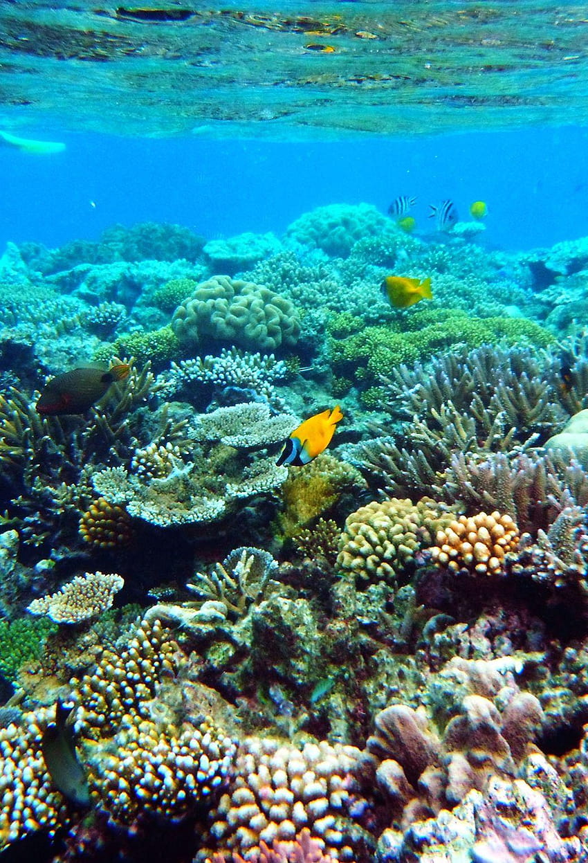 4 Голям бариерен риф, качествен Голям бариерен риф, коралови рифове HD тапет за телефон