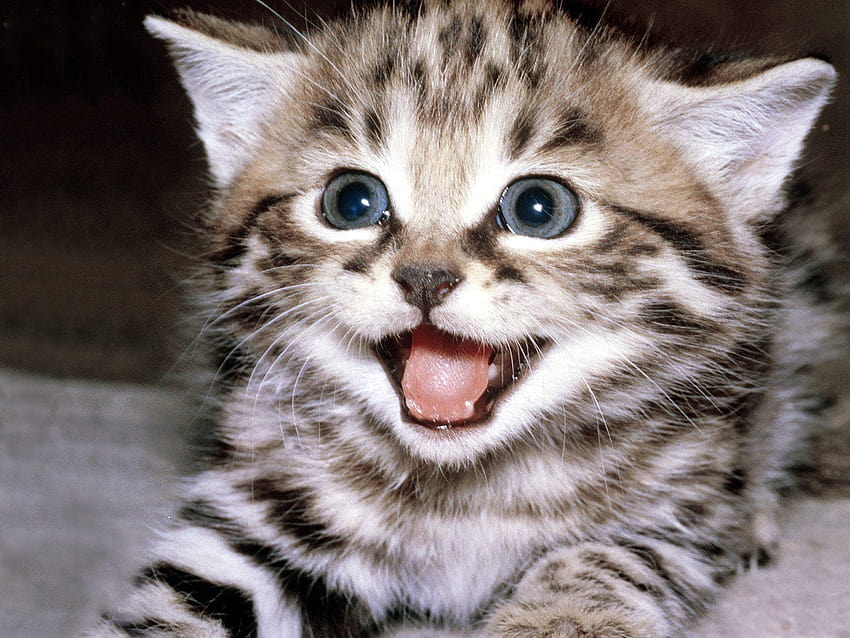Cute Cats for Android, very cute cats HD wallpaper | Pxfuel