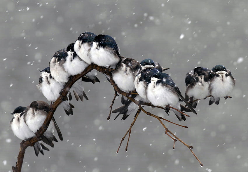 Winter Snow Birds, gray winter birds HD wallpaper