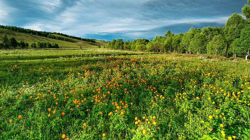 Prairie , fleurs de prairie sur une colline toscane Fond d'écran HD