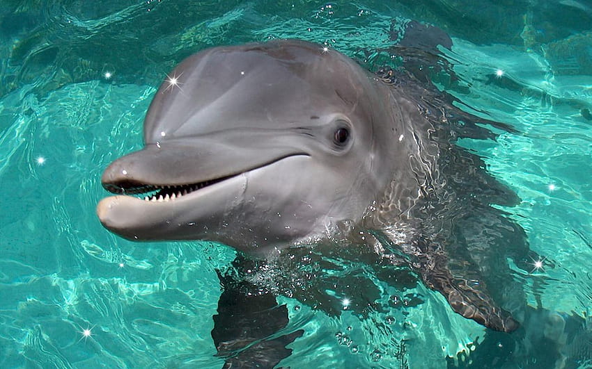 Delfin Élő háttérképek – képernyőfelvétel, dolphins animal HD wallpaper