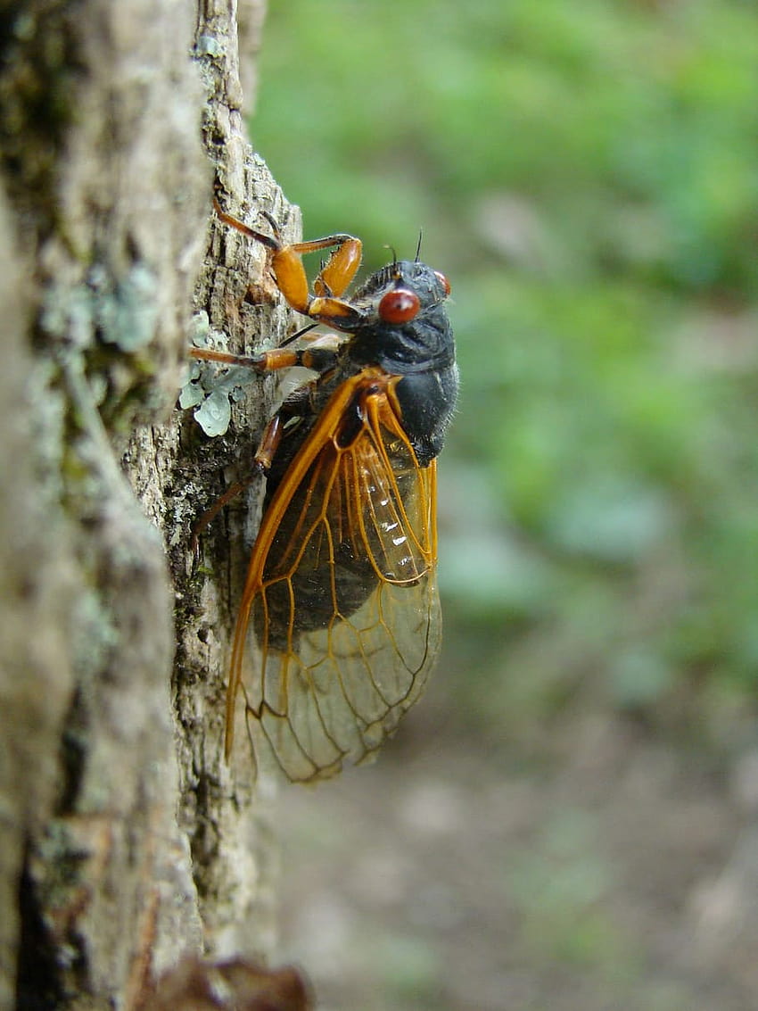 Periodical cicadas HD phone wallpaper