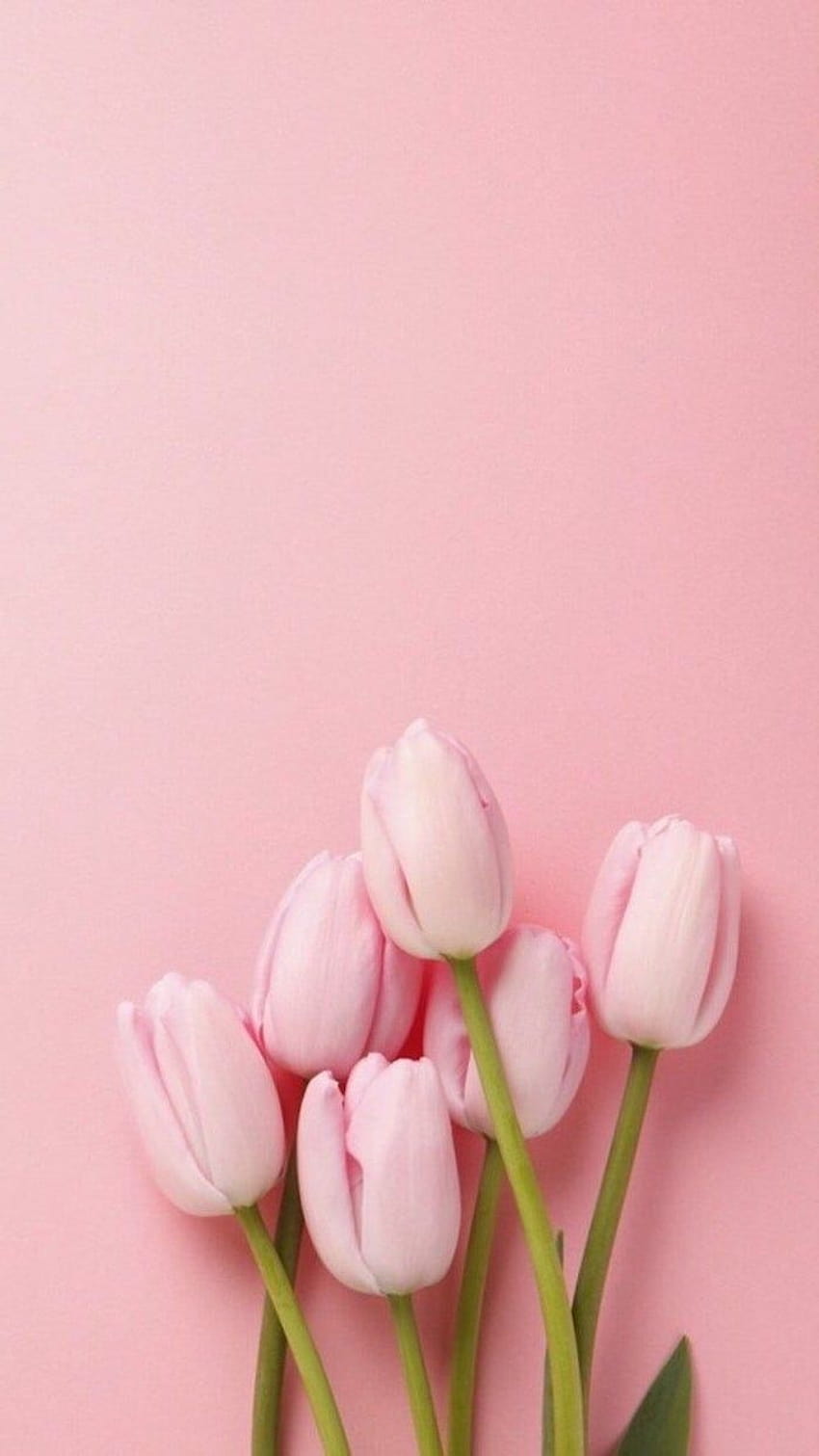 tulipanes rosas en la parte inferior, sobre un rosa, primavera, teléfono, tulipán de flores de primavera fondo de pantalla del teléfono