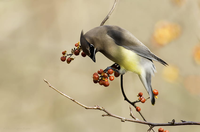 Gray and yellow bird perched on brown tree branch at daytime, cedar waxwings HD wallpaper