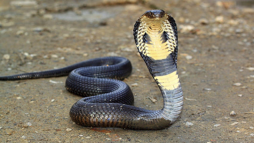 snakes Snake and backgrounds, snake king cobra HD wallpaper