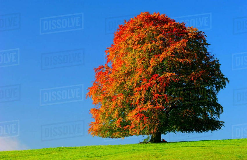 Beech Autumn Trees, bavaria fall colors HD wallpaper
