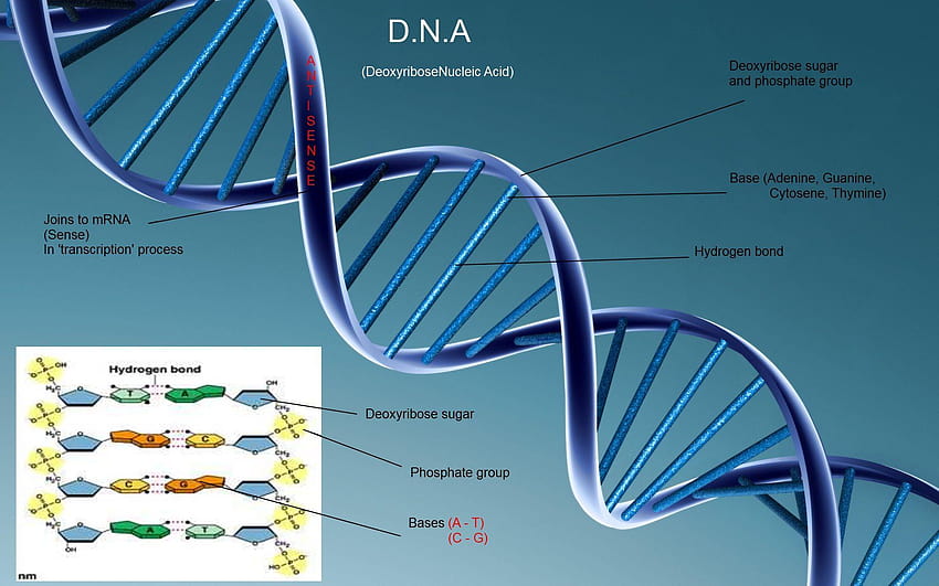 la structure de l'ADN, la structure de l'ADN iPhone Fond d'écran HD