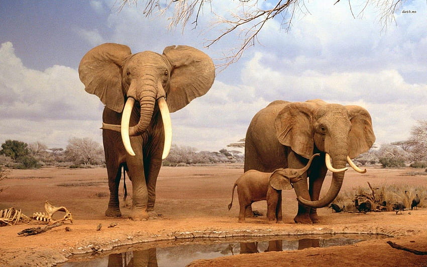 Fonds d&Elephant : tous les Elephant, papier peint éléphant Fond d'écran HD