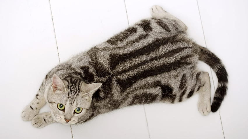 American Shorthair Cat: The Rare American Cat HD wallpaper