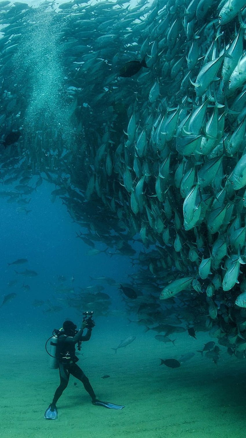 Sardines, fish underwater, diver, Cabo Pulmo National Park, Mexico 750x1334 iPhone 8/7/6/6S , background, iphone scuba HD phone wallpaper