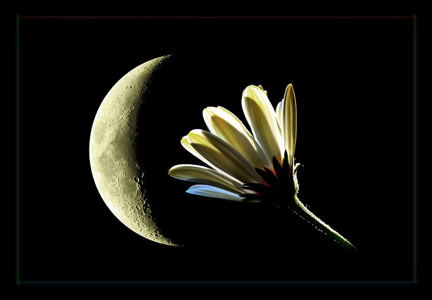 : Moon, flower, macro, nature, blossom, bud, rememberthatmomentlevel4