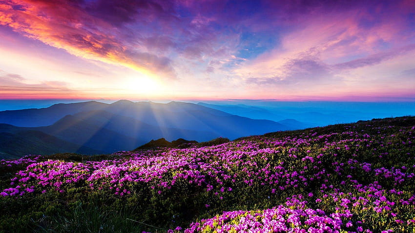 fiori, paesaggio, fiori rosa, montagna, luce del sole, raggi del sole, ucraina Sfondo HD