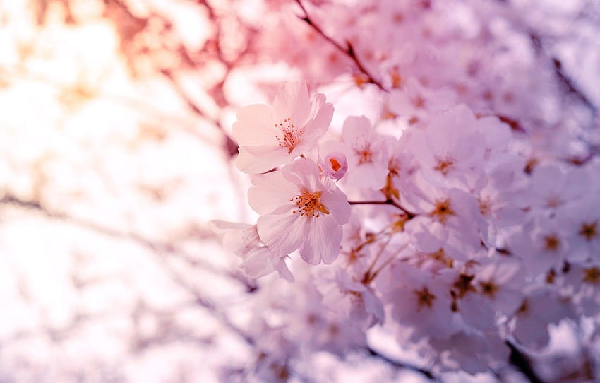 Light, flowers, branches, cherry, tree, Bush, spring, gentle bloom HD ...