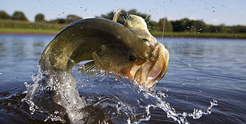 largemouth bass hd wallpaper for desktop