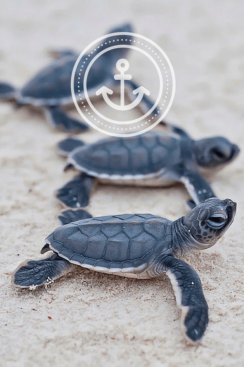 Tortoise Wallpaper APK for Android Download
