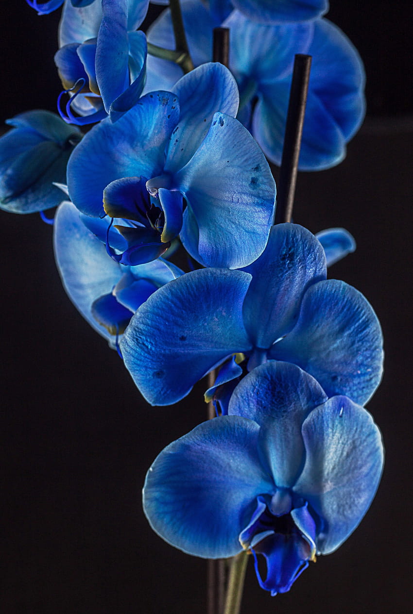 Blue Orchid Flower HD phone wallpaper