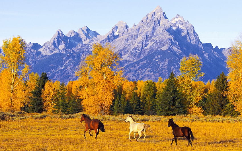 Wondrous Wednesdays: Goal of Poetry, autumn and horses HD wallpaper