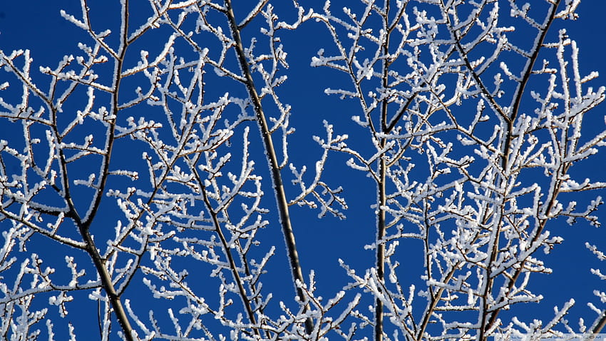 Snowy Tree Branches 1920x1080 Snowy Tree Branches [1920x1080] for your , Mobile & Tablet, winter tree branches HD wallpaper
