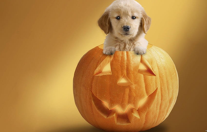 small, Puppy, pumpkin , section собаки HD wallpaper