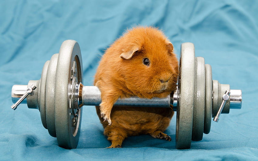 humor, Animals, Dumbbells, Gyms, Working Out, Guinea Pigs HD wallpaper