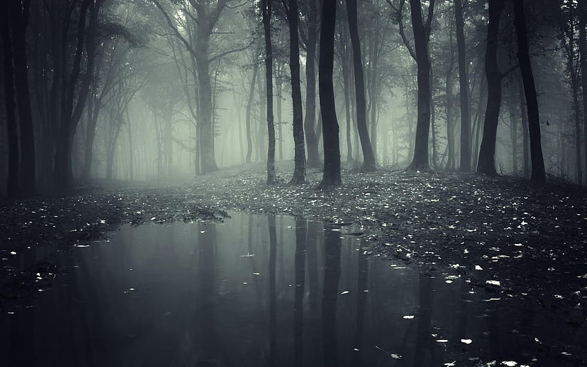 Creepy Forest Backgrounds Group, scary forest HD wallpaper