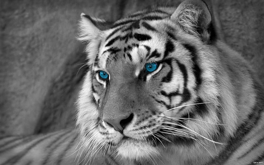 White Tiger Gallery, white tiger with blue eyes 3d HD wallpaper