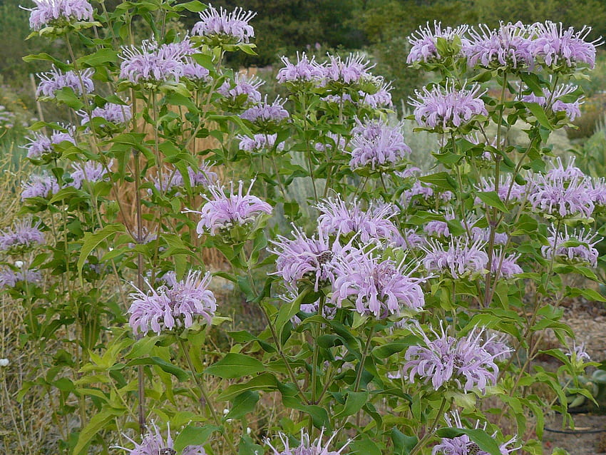 Bee Balm, Wild Bergamot – Snake River Seed Cooperative, flores bálsamo de abeja fondo de pantalla