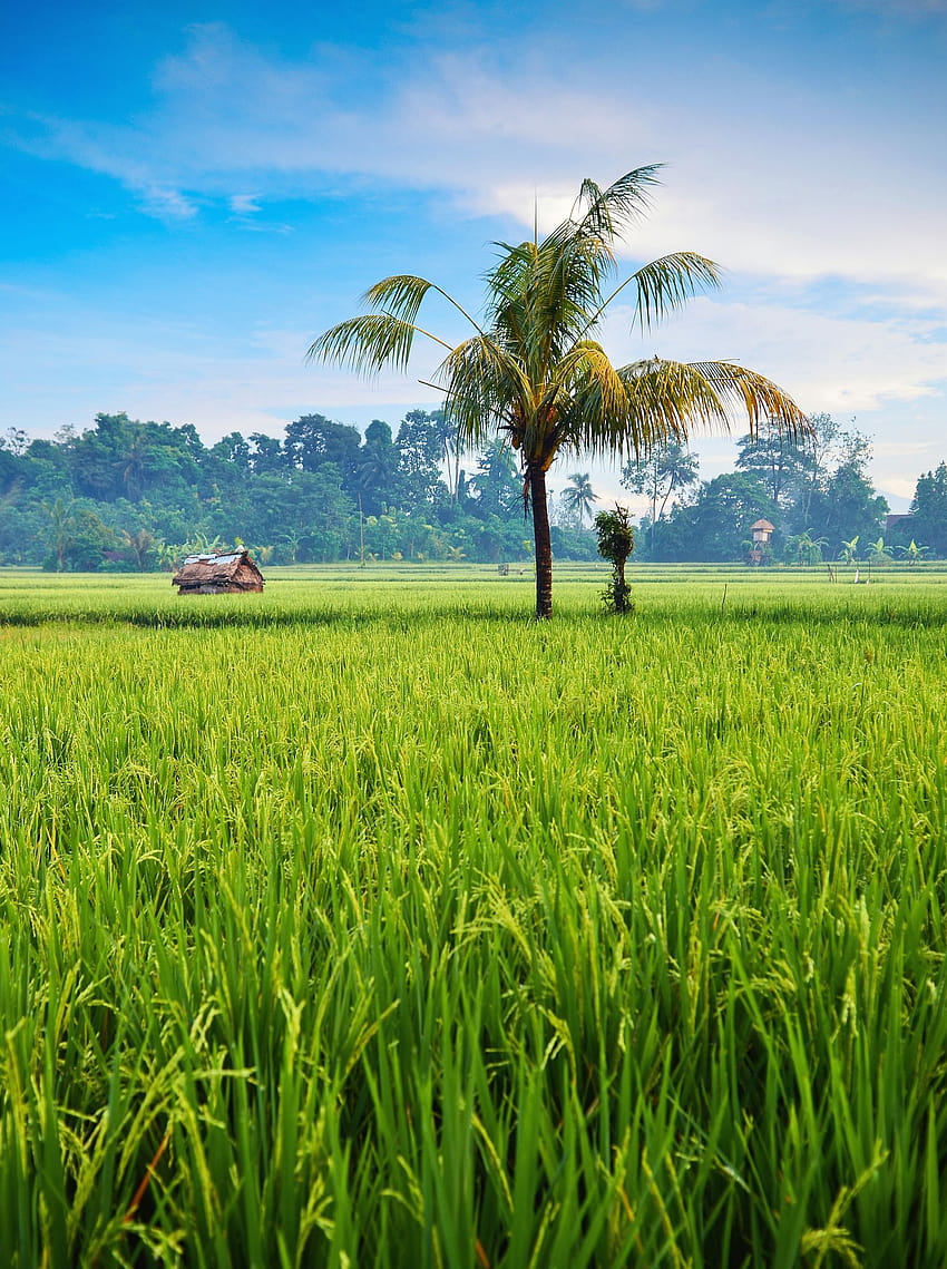 Campo de arroz de Ubud, Bali, vista del campo de arroz fondo de pantalla del teléfono