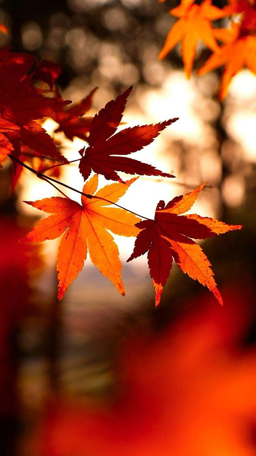 iPhone 6/6S, thanksgiving autumn leaves HD phone wallpaper