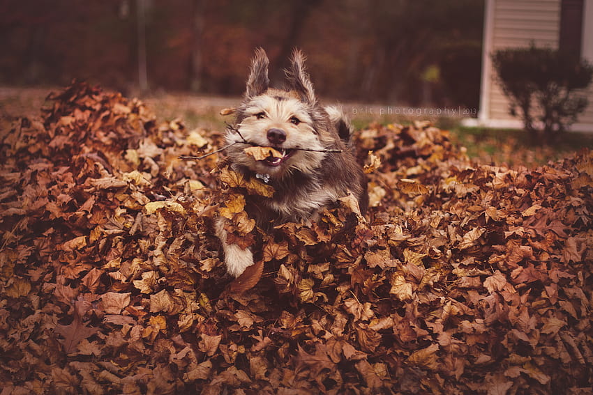: autumn, playing, fall, smile, leaves, smiling, happy, jumping, ears, running, Fender, pile, floppy, stick, shaggy, scruffy, greatpyrenees, floppyears, happydog, catahoula, shaggydog, catahoulaleoparddog, pileofleaves, scruffydog, autumn great pyrenees HD wallpaper