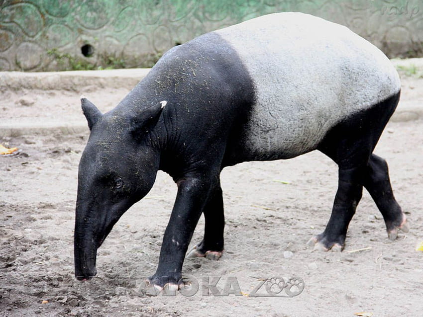 Gembira Loka Zoo, tapir HD wallpaper