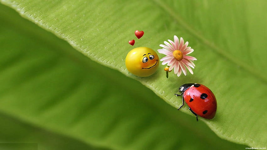 ladybird beetle HD wallpaper