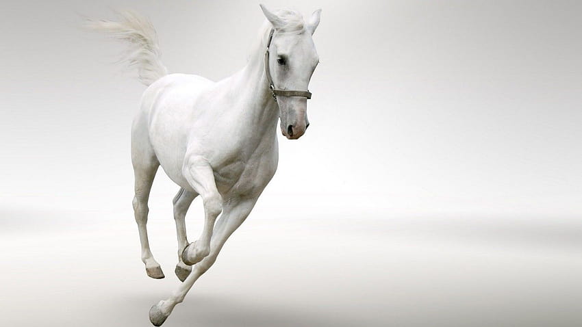 White Horse Running : 13, 7 running horses black HD wallpaper