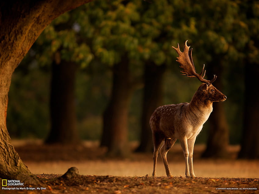 Najlepsze pomysły na jelenie na Pintereście Śliczne tła, daniele Tapeta HD