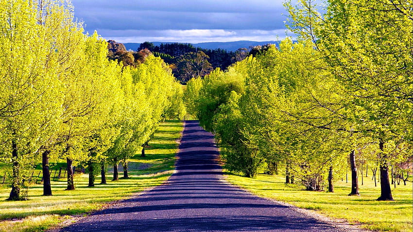 Mountain Road Lined by Green Trees Full and Backgrounds, yellow tree HD wallpaper