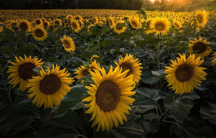 Summer, sunflowers, flowers, nature, yellow, a lot, summer sunflowers ...