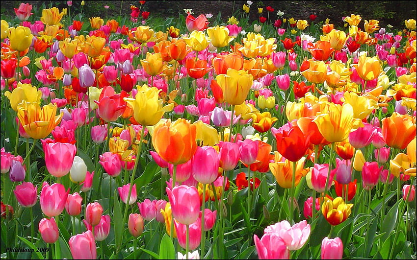 Sfondi I migliori fiori più belli del mondo Usa come regalo, fiore colorato Sfondo HD