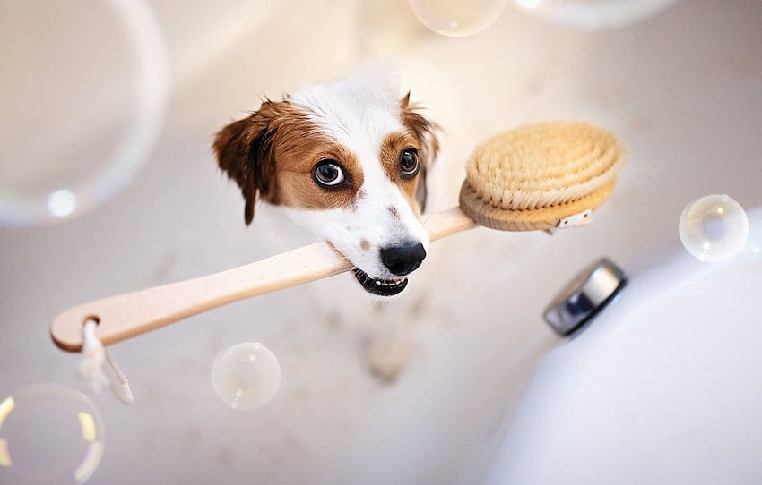 masing-masing, anjing, mandi , bagian собаки, mandi anjing Wallpaper HD
